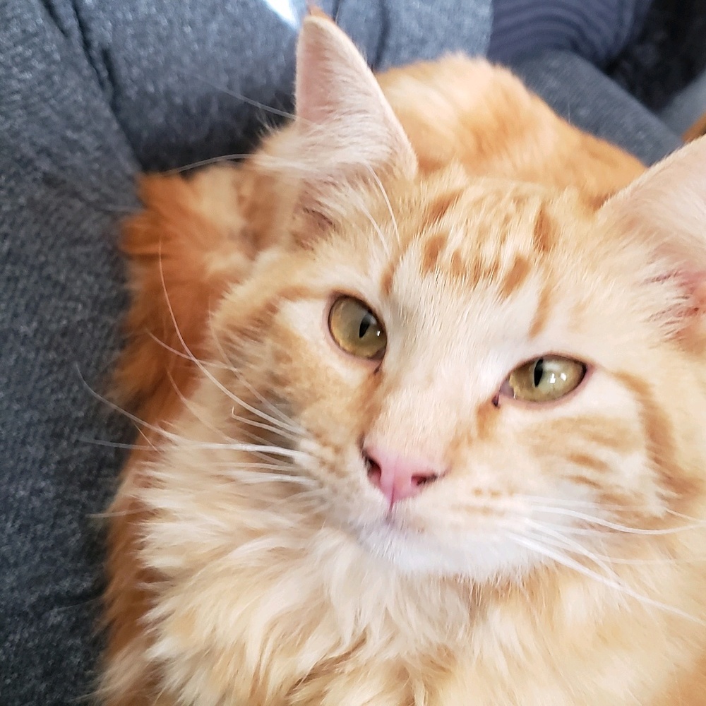 Meet your Posher, Jessie